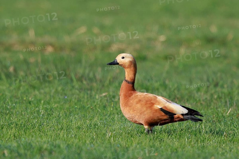 Ruddy Shelduck (Tadorna ferruginea), North Rhine-Westphalia, Germany
