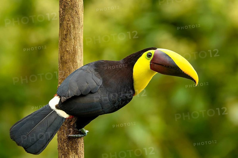 Swainson-Tukan oder Braunrückentukan (Ramphastos swainsonii)