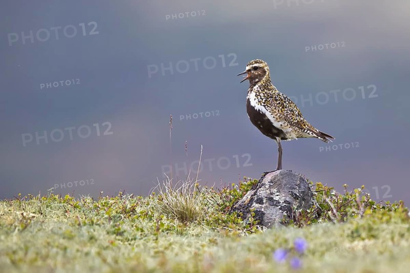 European Golden Plover (Pluvialis apricaria) calling, Dovrefjell, Norway