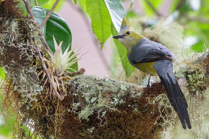 Long-tailed Silky Flycatcher (Ptilogonys caudatus) perched on a branch at its nest in Costa Rica