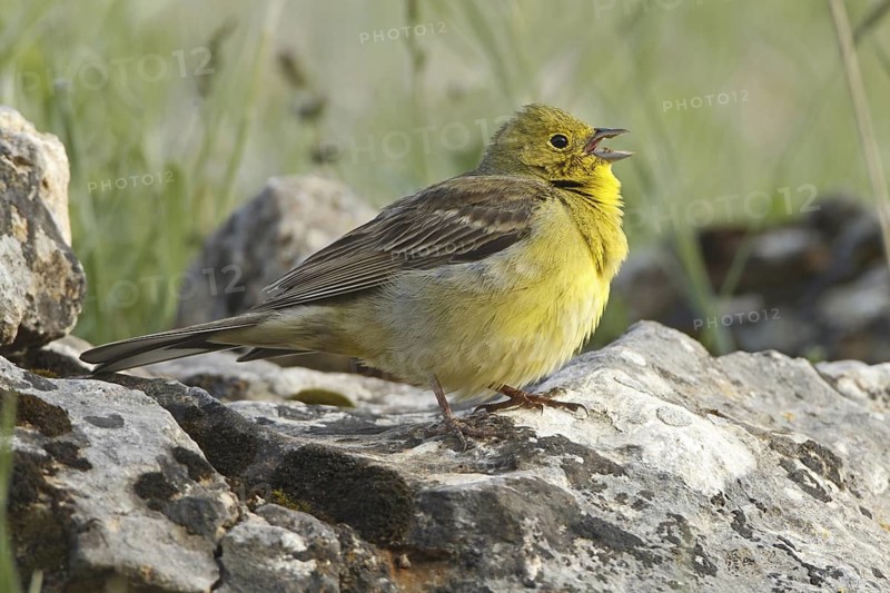 Cinereous Bunting (Emberiza cineracea) male singing, Greece