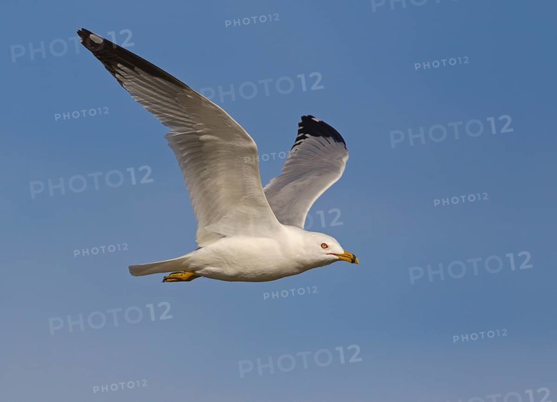 Ring-billed Gull (Larus delawarensis) flying, California, USA