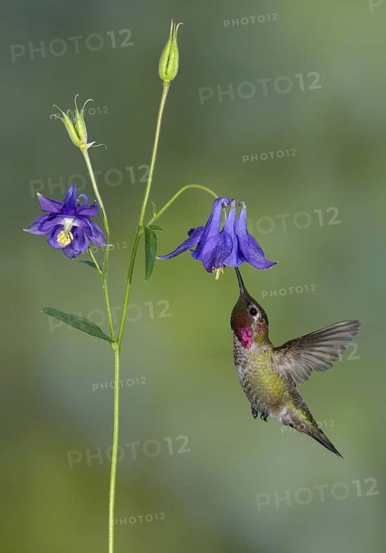 Anna's Hummingbird Male (Calypte anna) - Victoria BC, Canada