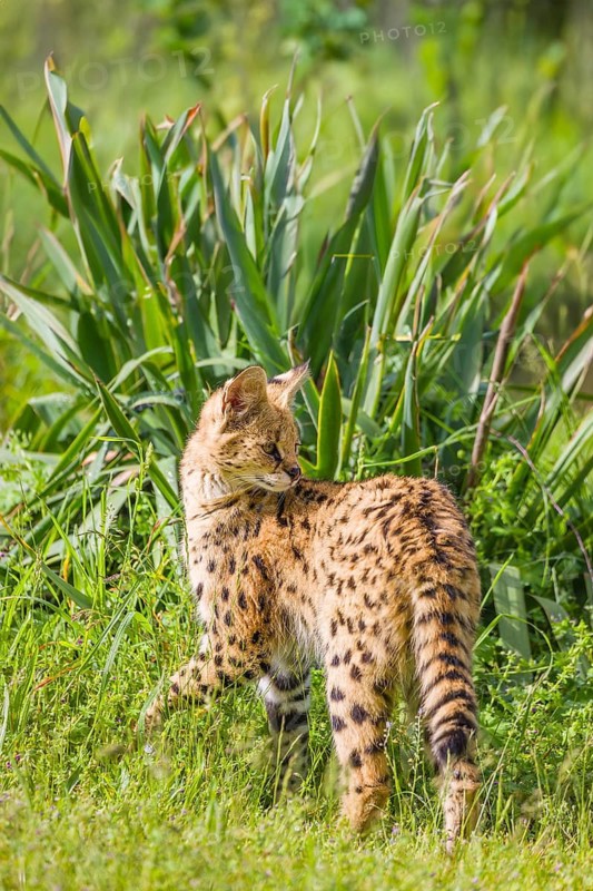 A serval, Leptailurus serval, stands on a green meadow on a sunny day