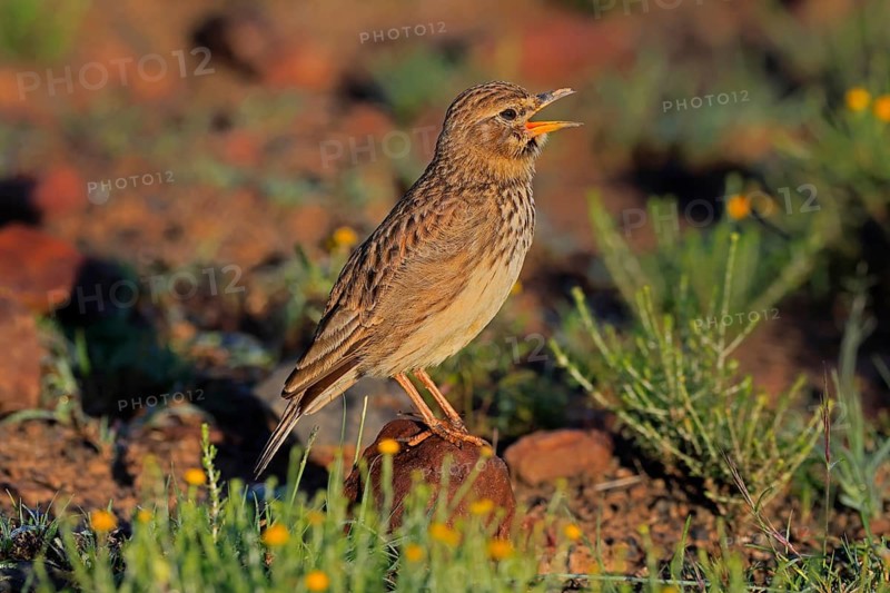 Bush Pipit (Anthus caffer), adult, on ground, singing, Pilanesberg National Park, North West Province, South Africa, Africa, Germany