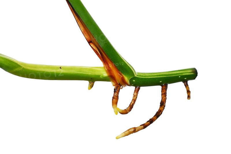 Aerial roots of Monstera Deliciosa houseplant plant curring on white background