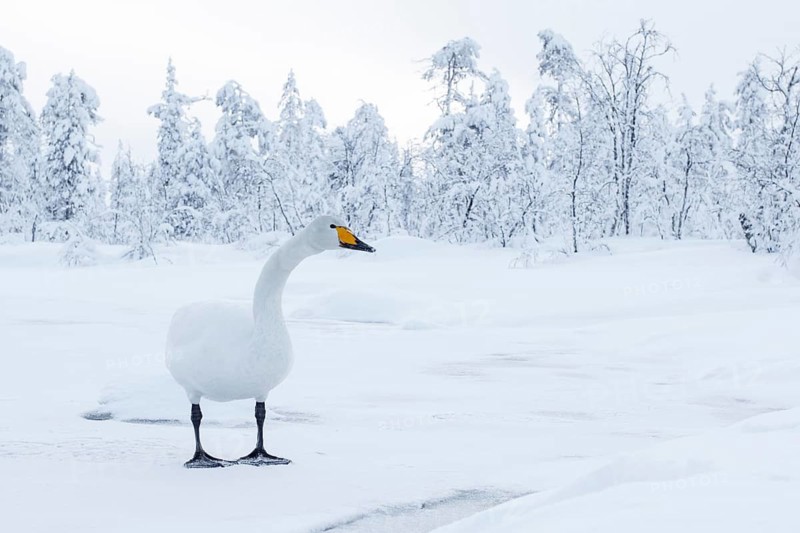 Whooper Swan (Cygnus cygnus), Finland
