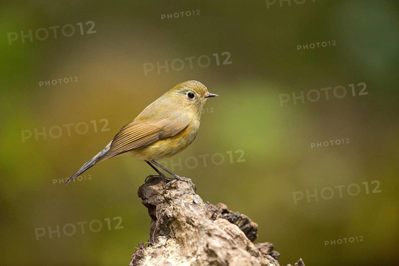 Himalayan Bluetail (Tarsiger rufilatus) female, Yunnan, China