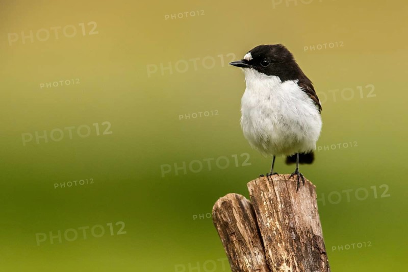 European Pied Flycatcher (Ficedula hypoleuca), male perched on a trunk, Castile and Leon, Spain