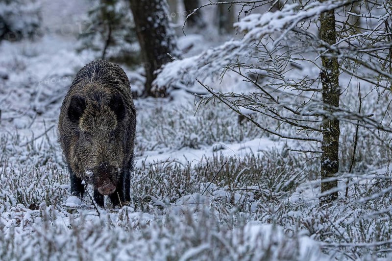 A wild boar (Sus scrofa) stands attentively in the snow-covered winter forest, early winter, winter, snow, cold, mating season, November, Denmark