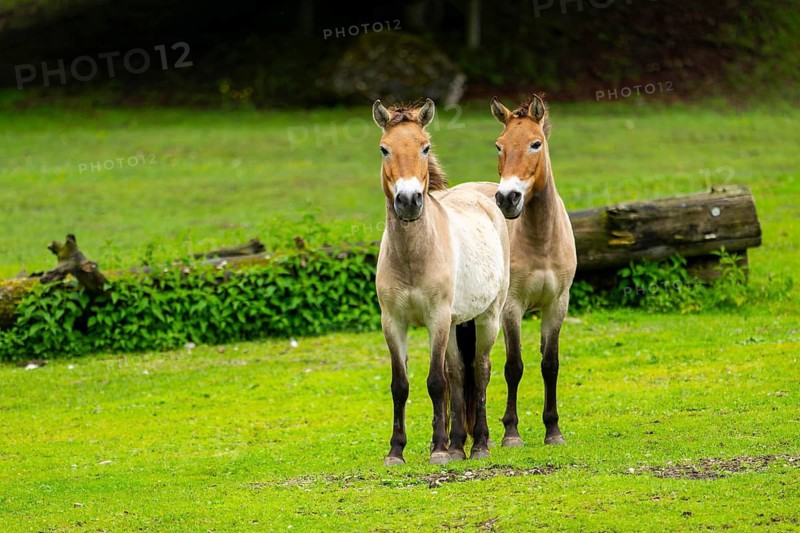 Przewalski's horse (Equus ferus przewalskii) standing on a meadow, Austria, Germany