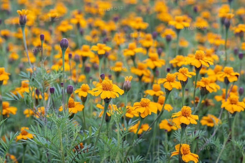 Marigolds (Tagetes), Emsland, Lower Saxony, Germany
