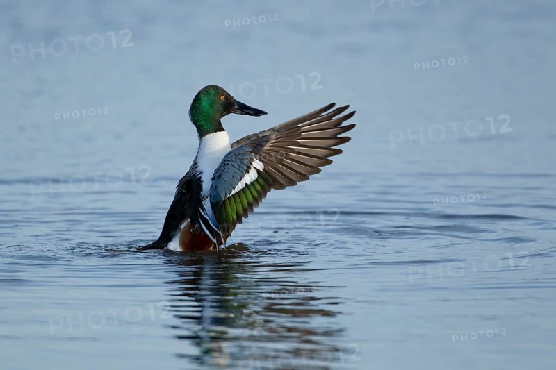 Northern shoveler duck (Anas clypeata) adult male bird stretching its wings on a lake, England, United Kingdom