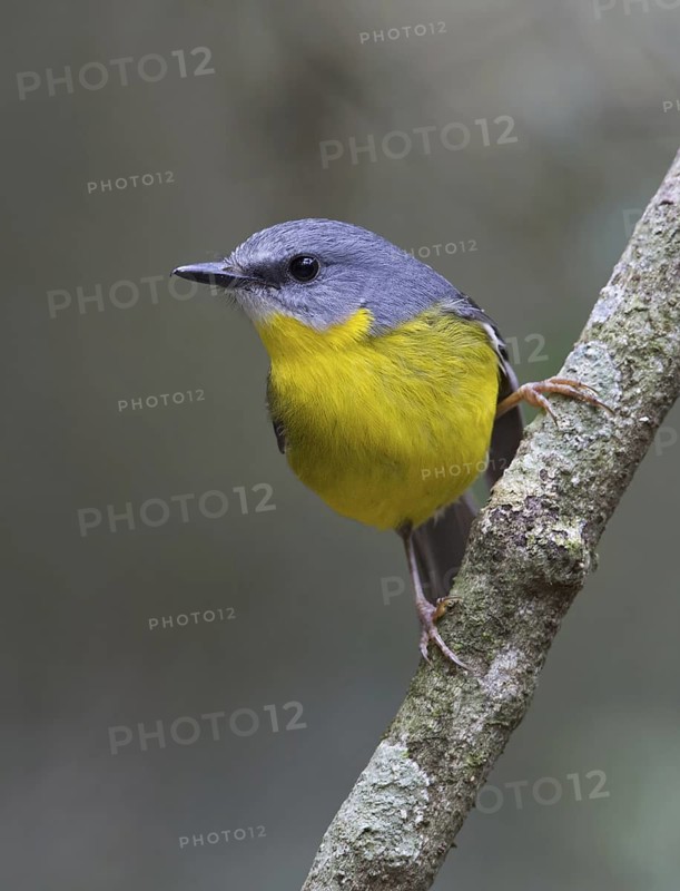 Eastern Yellow Robin (Eopsaltria australis), Queensland, Australia