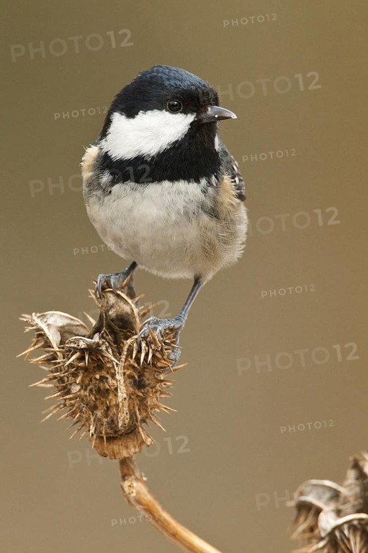 Coal Tit (Periparus ater), Rhineland-Palatinate, Germany