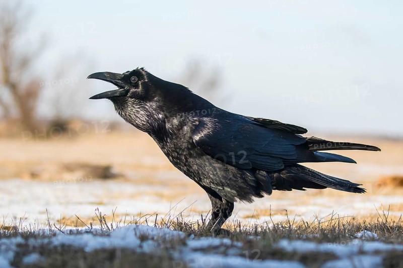 Northern Raven (Corvus corax) calling, Hungary