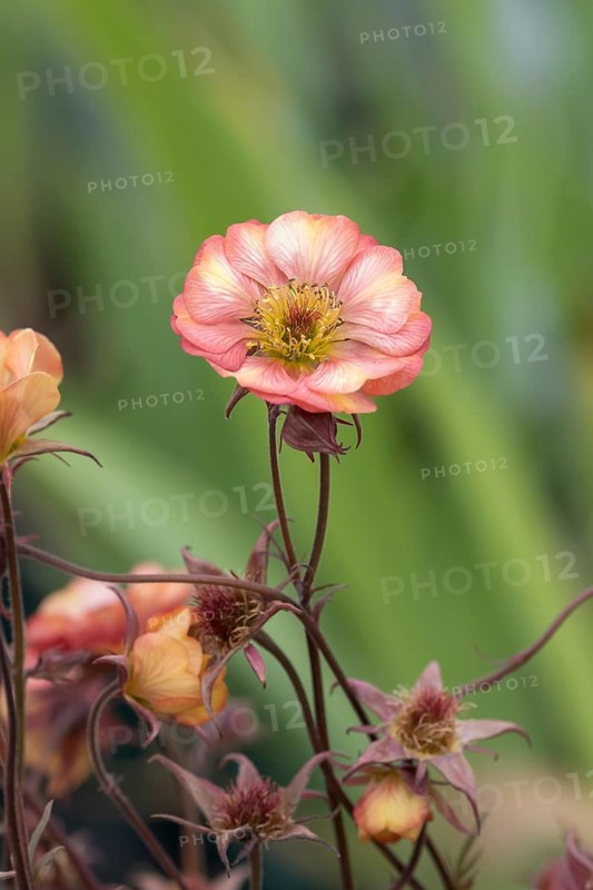 Carnation root (Geum 'Nonna'), Germany