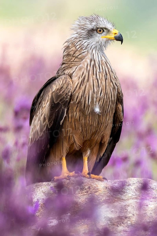 Black Kite (Milvus migrans) amongst flowers, Madrid, Spain