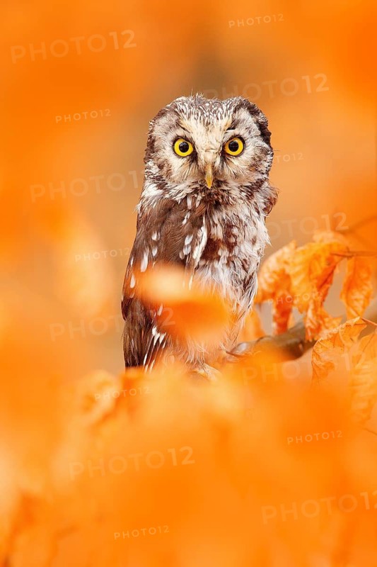 Owl hidden in the orange leaves. Boreal owl with big yellow eyes in the autumn forest in central Europe. Detail portrait of bird in the nature habitat, Germany