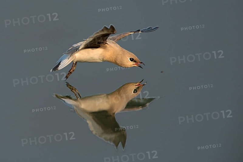 Small Pratincole (Glareola lactea) flying, Darjeeling, India