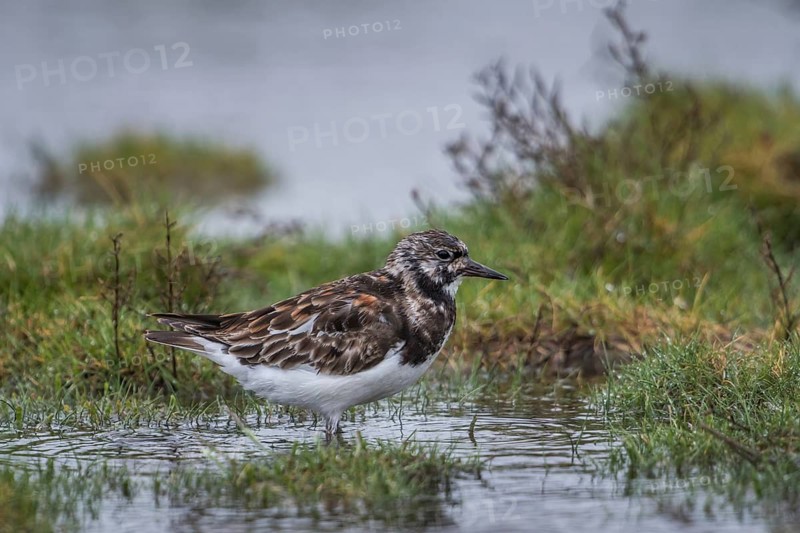 Ruddy Turnstone (Arenaria interpres), Schleswig-Holstein, Germany