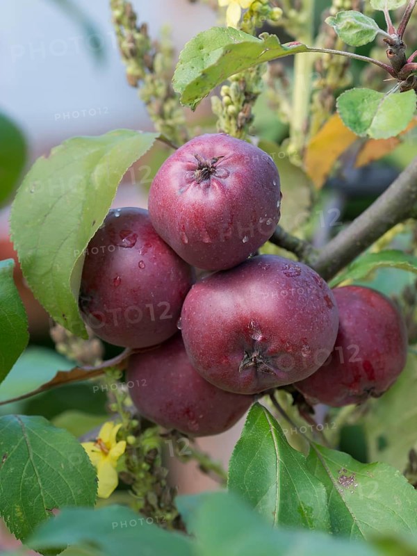 (Malus domestica REDLOVE CIRCE),  Germany