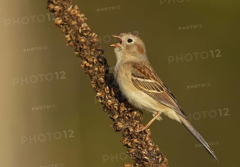 Field Sparrow (Spizella pusilla) singing, Ohio, USA