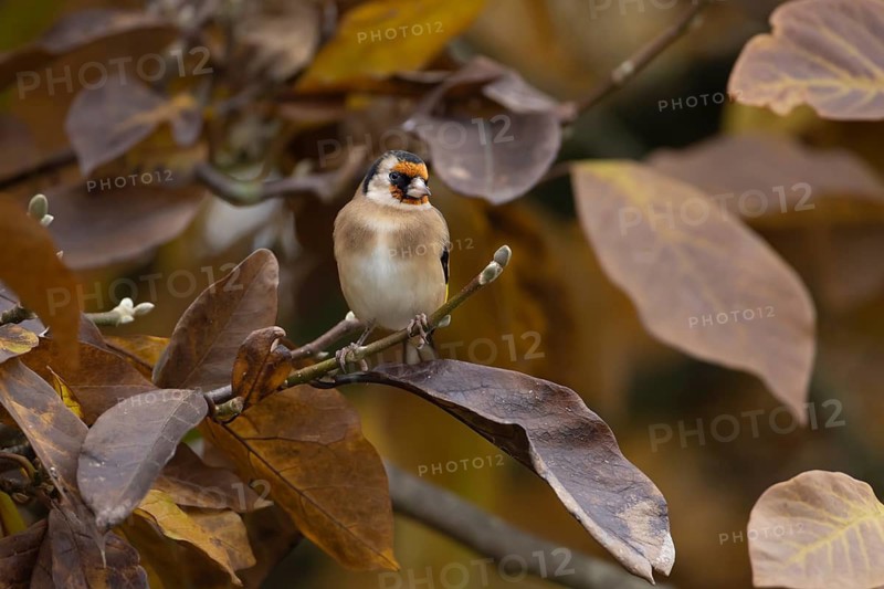 European goldfinch (Carduelis carduelis) adult bird in a garden magnolia tree with autumn colour leaves, England, United Kingdom