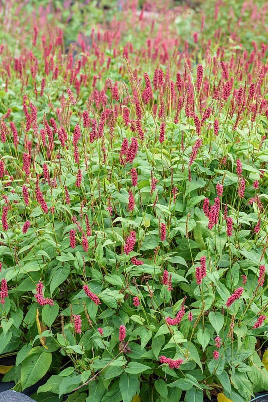 Candle knotweed (Persicaria amplexicaulis 'JS Caliente'), Federal Republic of Germany