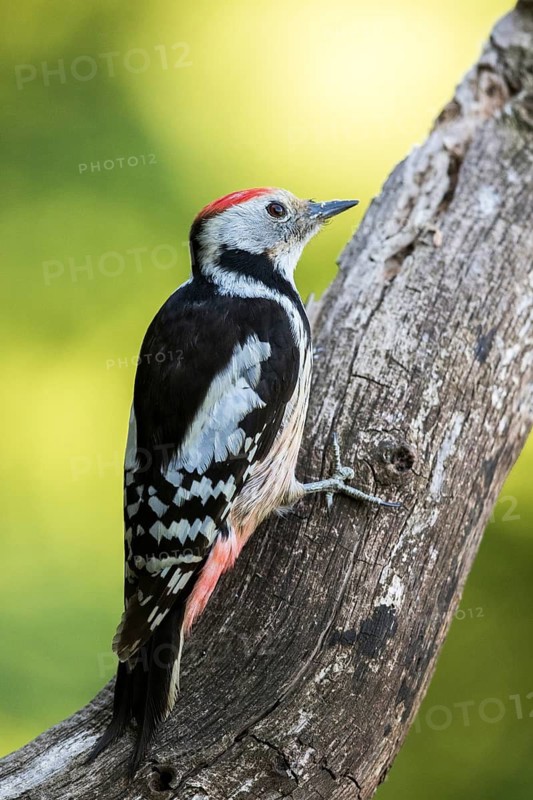 Middle Spotted Woodpecker (Dendrocoptes medius) climbing up old tree trunk, Carpathian Mountains, Romania