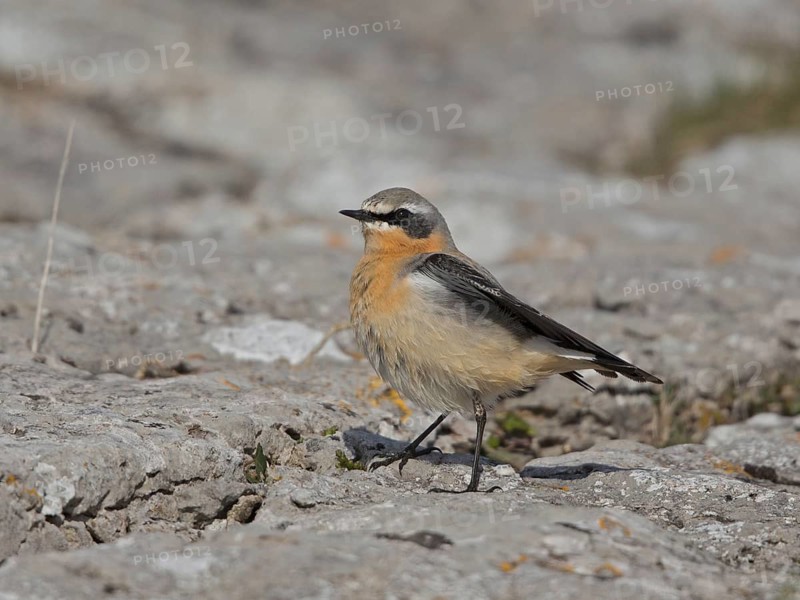 Northern Wheatear (Oenanthe oenanthe), Wales, United Kingdom