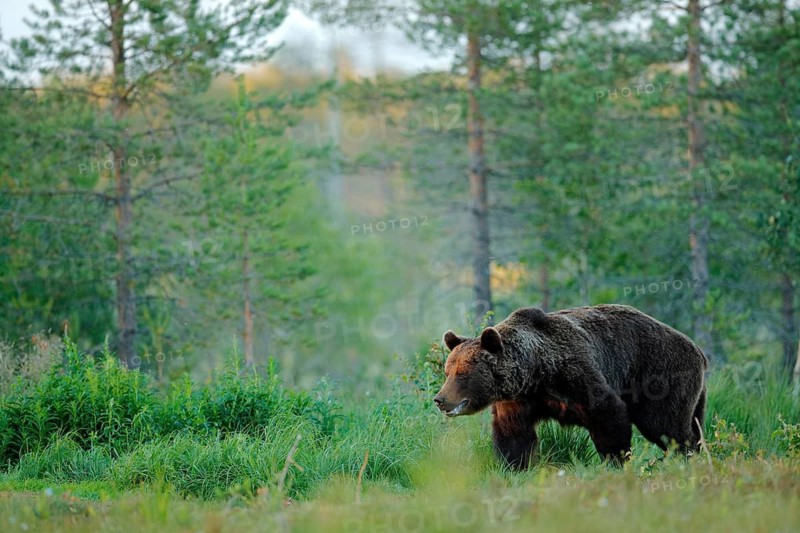 Sunset, morning light with big brown bear walking around lake in the morning light. Dangerous animal in nature forest and meadow habitat. Wildlife scene from Finland near Russian border