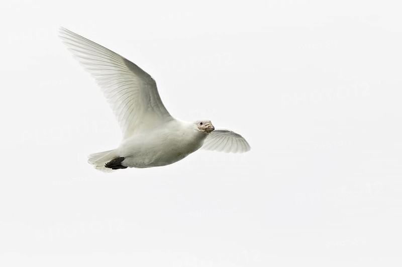 Snowy Sheathbill (Chionis albus) flying, Antarctica