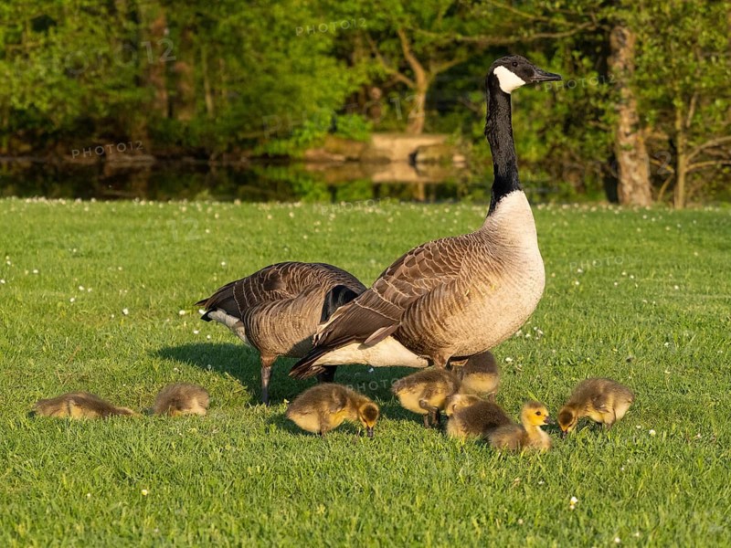 Canada goose (Branta canadensis), adult parent birds with goslings, feeding on a meadow, Hesse, Germany