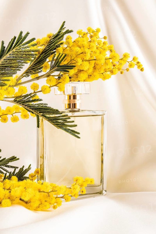 A clear perfume bottle is elegantly displayed alongside vibrant yellow mimosa flowers on a soft, cream background, creating a fresh and luxurious atmosphere