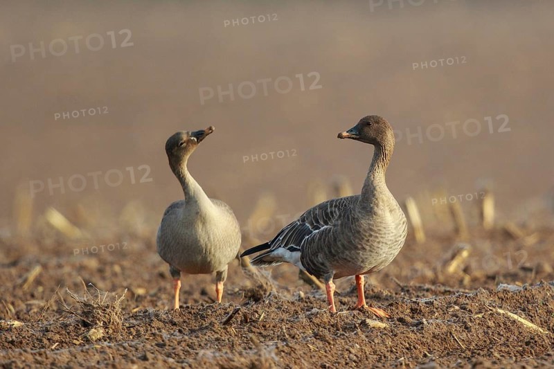 Tundra Bean Goose (Anser serrirostris rossicus) on field, North Rhine-Westphalia, Germany