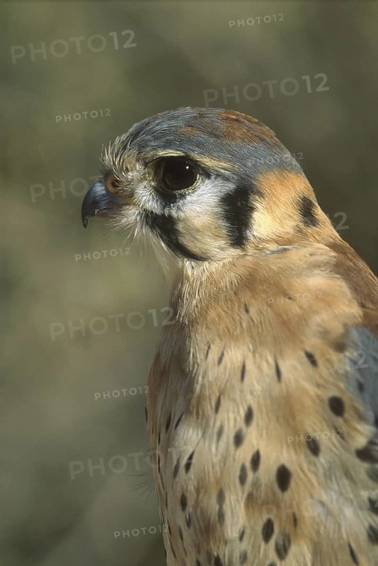 American Kestrel (Falco sparverius), Arizona, USA