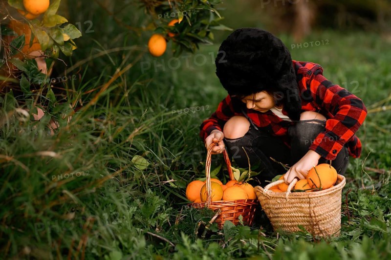 A young child in a plaid shirt and hat crouches in a lush green orchard, collecting ripe oranges into two wicker baskets. Bright fruit contrasts with vibrant greenery