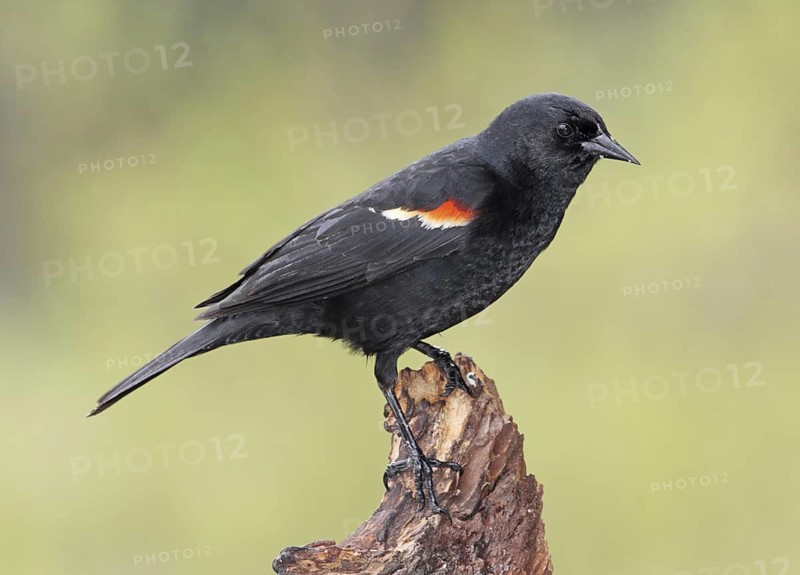 Red-winged Blackbird (Agelaius phoeniceus) male, British Columbia