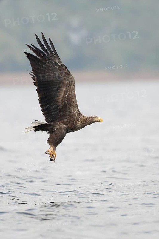 White-tailed Eagle (Haliaeetus albicilla) flying, Mecklenburg-Western Pomerania, Germany