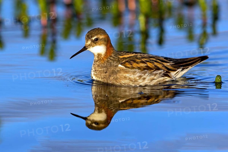 Odin's chicken, (Phalaropus lobatus), swims in the water, wading bird, Varanger, Finnmark, Norway