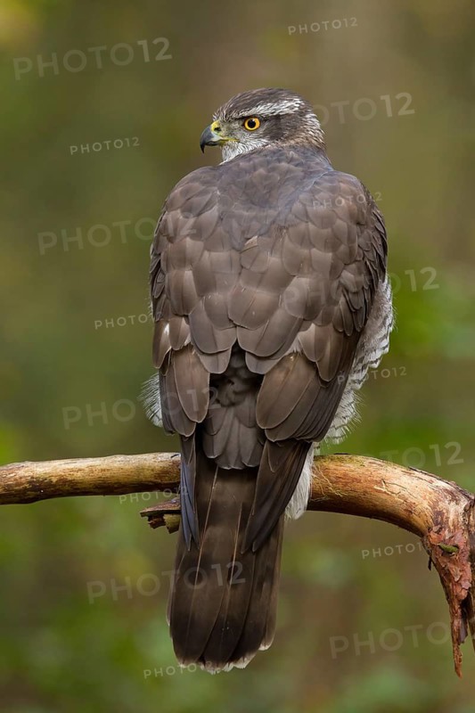 Northern Goshawk (Accipiter gentilis) male, Utrecht, Netherlands