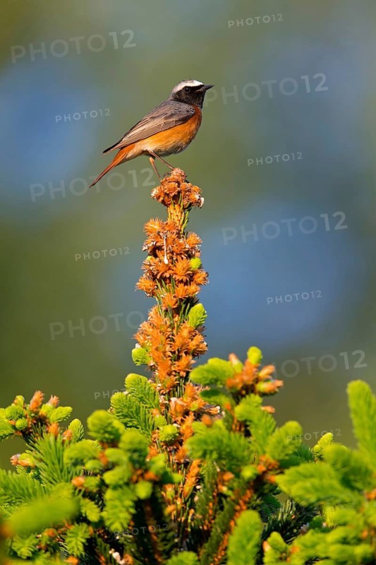 Gartenrotschwanz, Common Redstart, Redstart, Phoenicurus phoenicurus, Rougequeue à front blanc, Colirrojo Real