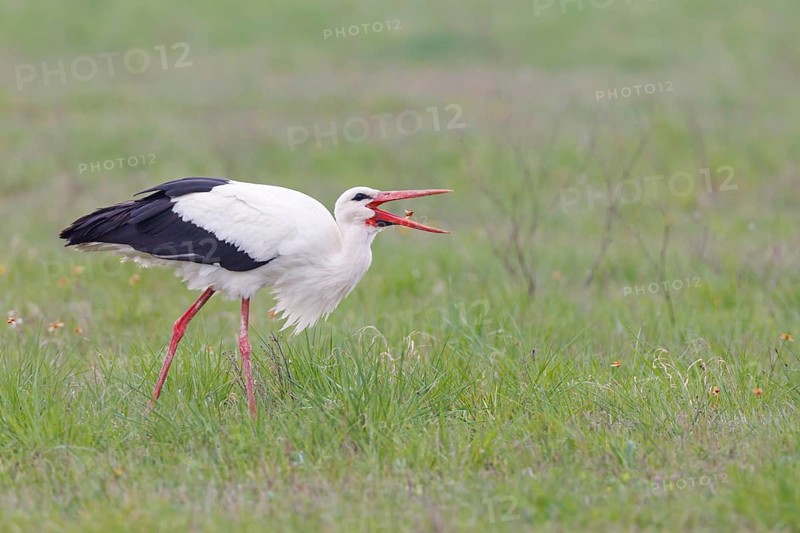 White Stork (Ciconia ciconia) foraging, Lake Neusiedl, Austria