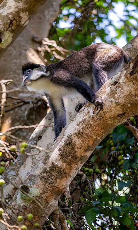 Red-tailed guenon or Congo white-nosed guenon (Cercopithecus ascanius schmidti), sitting on a tree, Bigodi, Western Region, Uganda