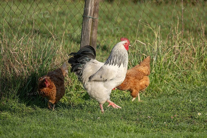 Three chicks are running in a green field. A white and a black rooster move in front of the others. The sun is shining and the animals are exploring their surroundings. Bas rhin, Alsace, France