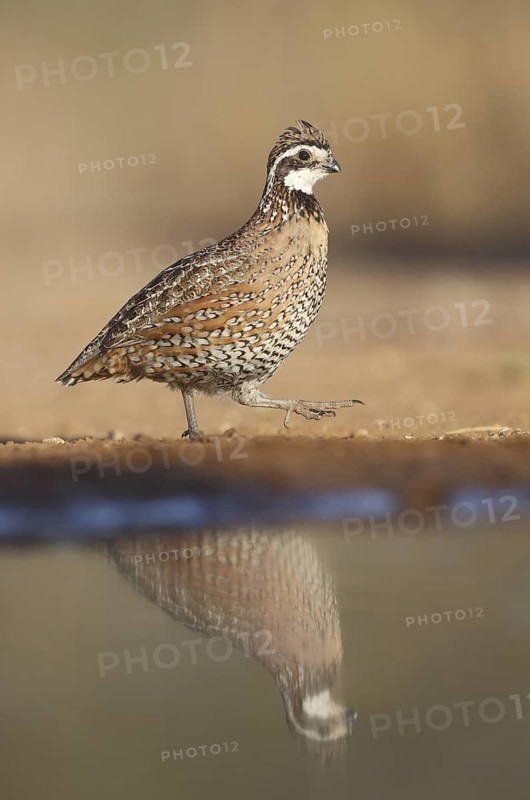 Northern Bobwhite (Colinus virginianus) male, Texas, USA