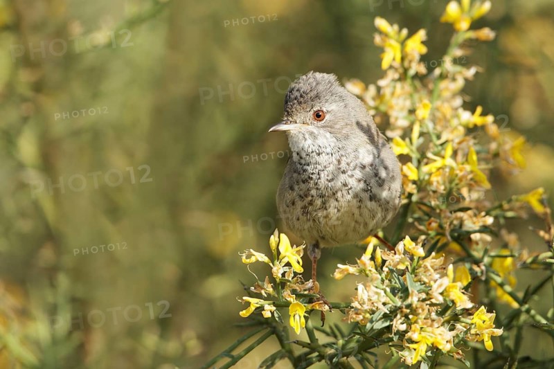 Cyprus Warbler (Sylvia melanothorax) female, Cyprus