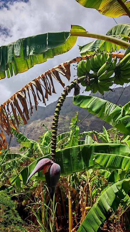 Lush green banana trees (musa) and large leaves in a tropical landscape, hiking, Santo Antao, Cabo Verde, Cape Verde, Cape Verde