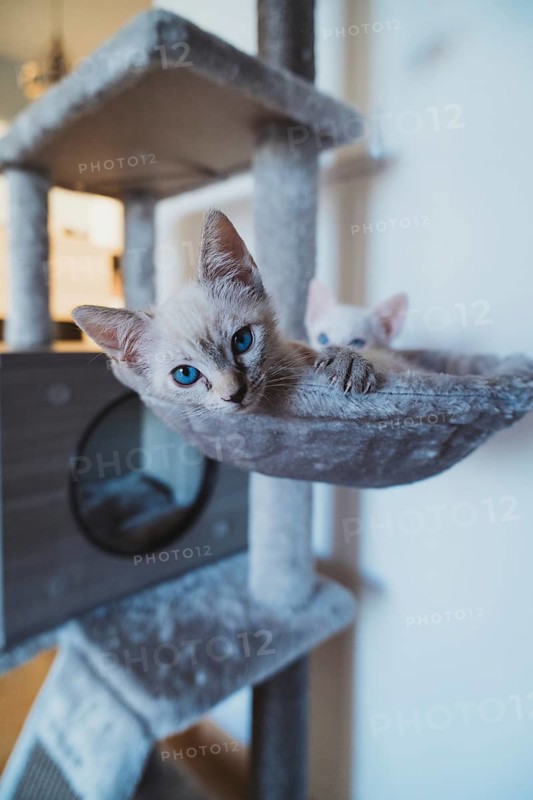 Two adorable kittens with striking blue eyes relax on a cozy cat tree, gazing curiously into the camera in a home setting